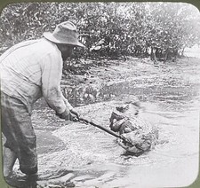 Battle With Wounded Alligator, Palm Beach, Florida, Magic Lantern Glass Slide