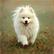Digital Image Art Ai Picture Photo Wallpaper for Desktop White Dog Samoyed Run