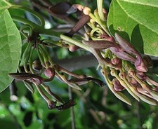 KRAI-KRUE - THAI DUTCHMAN'S PIPE ARISTOLOCHIA POTHIERI 10+ seeds Z