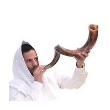Kosher Kudu Shofar Horn from Israel 28  -32    Traditional Half