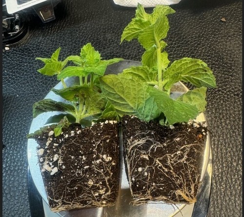 MINT PLANTS your choice of 5 from 9 varieties of mint