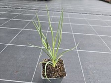 Palmlilie/Prärie-Yucca Yucca glauca P 0,5