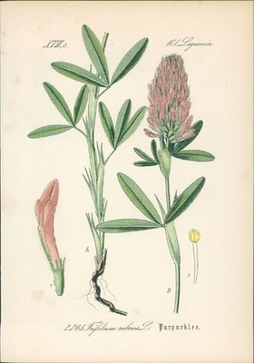 Chromolithographie : Purpurklee. Fuchsschwanz-Klee. Trifolium rubens L. Legumino