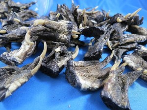 WHOLESALE LOT OF 25 cut SMALL FLORIDA GATOR ALLIGATOR FEET REAL CLAWS crafts