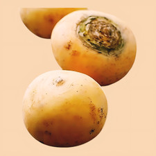 500 Golden Globe Turnip Seeds - Non-GMO Heirloom Turnip Seeds