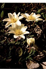 Karl Defner, Dryas octopetala, Silberwurz, Mountain Av Postcard