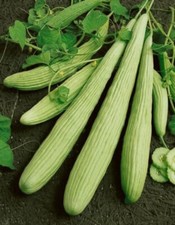 50 Armenian Yard Long Cucumber Seeds --------- Non GMO --- ORGANIC --- HEIRLOOM