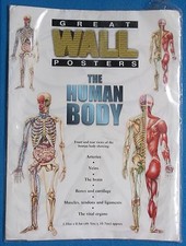 2 GREAT WALL POSTERS - THE HUMAN BODY - IL CORPO UMANO - M.1,35 X M.0,5  