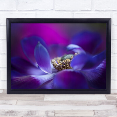 Windblume Anemone Blume Blumen lila Nahaufnahme Frühling Natur Wandbild Kunstdruck