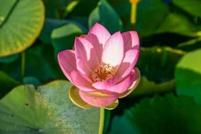 Mrs Perry D Slocum Pink Flower Tuber Lotus Aquatic Pond Plant- Buy 2 Get 1 Free!