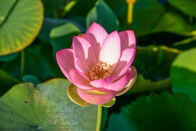 Mrs Perry D Slocum Pink Flower Tuber Lotus Aquatic Pond Plant- Buy 2 Get 1  Free! | eBay