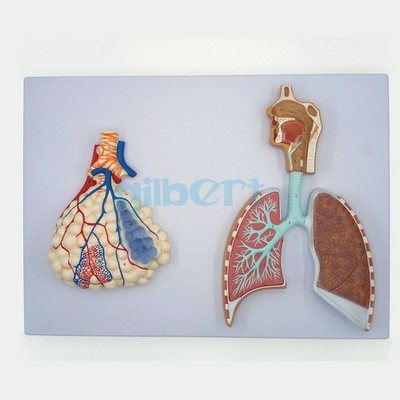 Relief Model of Respiratory System With Pulmonary Alveoli Anatomical Medical #wd