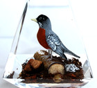 Vintage Hand Carved Painted Wood Robin Lucite/Acrylic Unique Canada Paperweight — photo 5