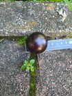 Plinia Trunciflora - "Gigante" - HUGE FRUITS — photo 6