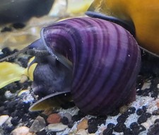 PURPLE Mystery Snails Dime to Quarter Size 2-DAY SHIPPING 