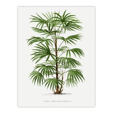 Rhapis Flabelliformis Palm Tree Kerchove Wall Art Poster Print