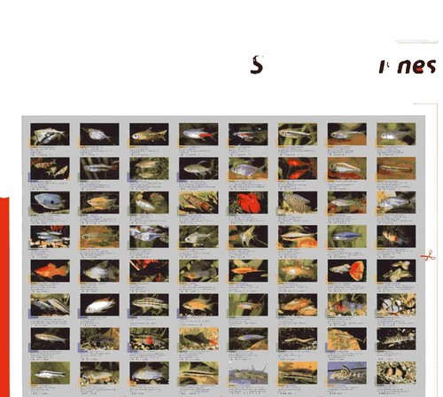 AQUALOG: Poster All L-Numbers (Loricariidae/Plecos) # 2, LAMINATED