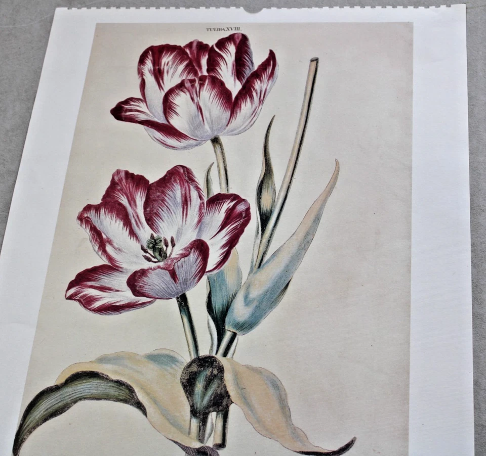 De Colección Fridericus Rex Tulipa Italia 1996 Calendario Botánica Arte Sin Marco 19x13 Lote/2 Foto 2 de 4