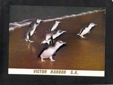 B0633 Australia SA Victor Harbor Fairy Penguins Pitt postcard