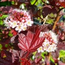 Physocarpus 'Lady in Red' in 9cm Pot - Fast Growing Shrub - Ready to Plant