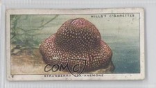 1938 Wills The Sea-Shore Tobacco Strawberry Sea-anemone #40 0a1