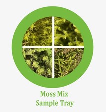 Mixed Live Moss Starter Trays 4" x 7"  Sunagoke, Feather, Carpet  Tiny-Leave