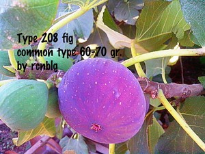 039-Type-208-039-Fig-rooted-Outstanding-Turkish-variety