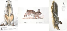 NRA Groundhog, Rabbit & Squirrel Life-Size Game Targets 14" x 24" (5 ea. rolled)