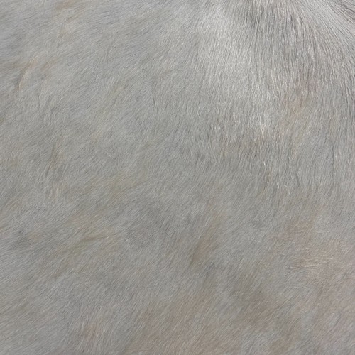 Alfombra de cuero de vaca marfil natural (pelo largo) Tamaño: 8x7 pies D-675 - Imagen 7 de 7