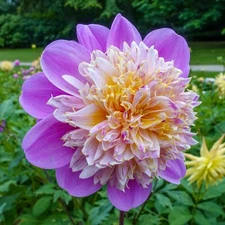 1 - TAKE OFF Powder Puff Dahlia Bulb Tuber Clump  * GREAT POLLINATORS