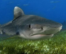 TIGER SHARK GLOSSY POSTER PICTURE PHOTO PRINT stripes pacific island 4834