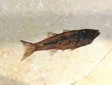 Fossiler Fisch, Echt,  F.O. Unbekannt, 121x37mm. Platte 170x140x18mm, 760 Gramm.