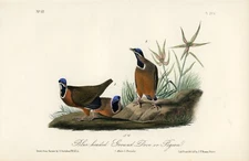 Audubon Blue-Headed Ground Dove or Pigeon P284 Birds Of America 1st Octavo INV-A