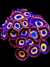 Live Coral Zoa Fruit Loops 4-5 Polyps