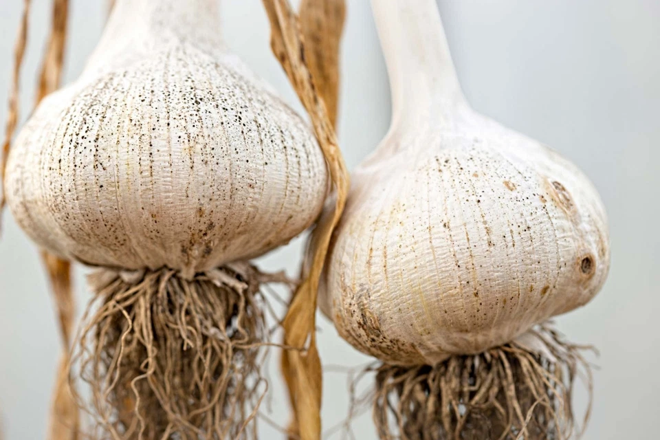 10 bulbi di AGLIONE DELLA VALDICHIANA 10 spicchi - SPED.GRATIS -