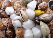 Cowrie shell Assorted Mix (Approx. half cup 10+ shells 0.75+ inches)