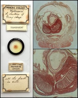 Clarke & Page Antique Microscope Slide. Trans Sect of Slug All Parts In Situ