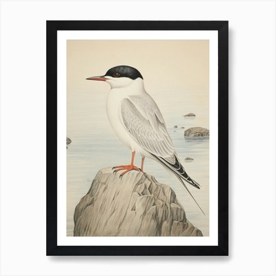 Vintage Vogel Zeichnung Gemeine Seeschwalbe 1 gerahmtes Wandbild Poster Leinwanddruck Bild