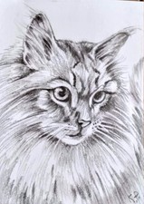 ACEO cat watercolor pencil by the author original 3,5