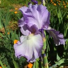 Tall bearded Iris rhizome "MARY FRANCES"  Larry Gaulter  1973  AWARDS! — photo 4