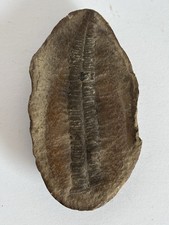 Mazon Creek Fossil Illinois Fern Leaf Pennsylvanian Age