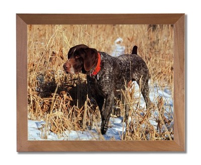 Shorthair Pointer Dog Hunting Animal Wall Picture Honey Framed Art Print
