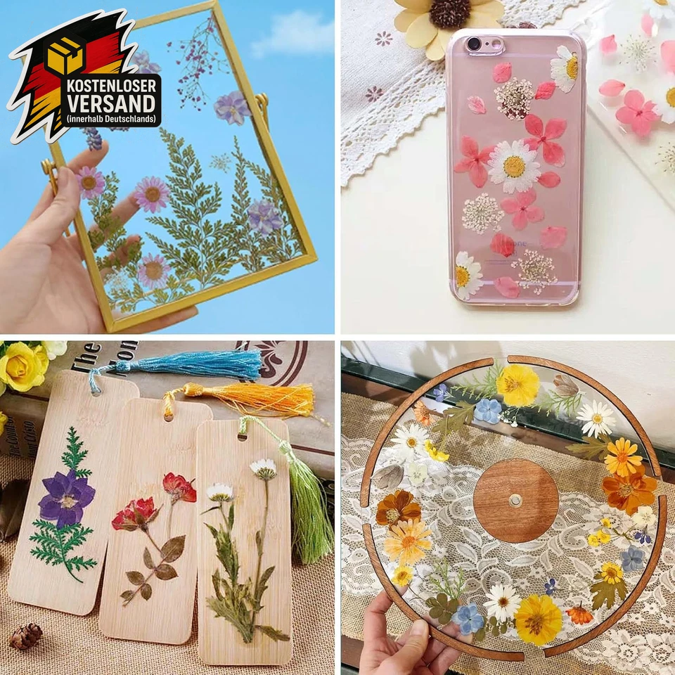 Echt getrocknete gepresste Blumen Blumen Trockenblumen Basteln Weiß 1 Stück - Bild 4 von 4