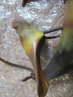Vintage Hand made Taxidermy Horns Bird Feeder Ready to Hang! Very Nice! — photo 2