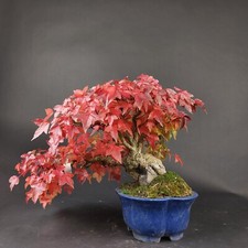 Bonsai - Dreispitzahorn, Acer Buergerianum, Shohin, Japan