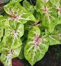 Caladium Miss Muffet Bulb - size Mammoth 3.5-4.5" - New Crop 2025 - In Stock Now