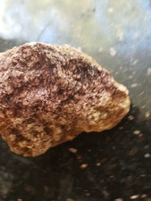 High Grade Gold Ore With Quartz TGW=88.2  Motherlode  California 