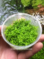 Micranthemum Monte Carlo Tissue Culture Cup Foreground Live Aquarium Plants Micranthemum Monte Carlo Tissue Culture Cup Foreground Live Aquarium Plants