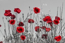Red Poppies Grey Background Field Abstract Canvas Pictures Wall Art Prints 
