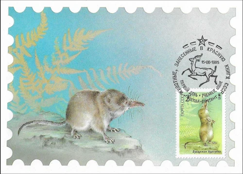 Buchara Pamir Shrew Endangered Animal Wildlife Russia FDC Maxi Card 1985